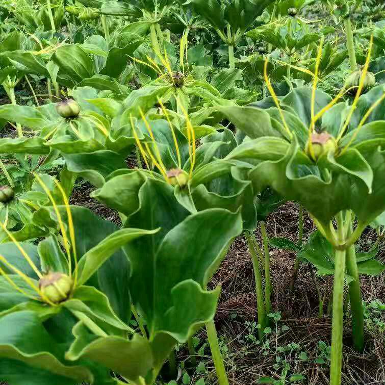 白工勺达中药材种植基地