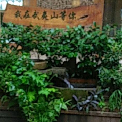 喜相逢民间小调唢呐哥