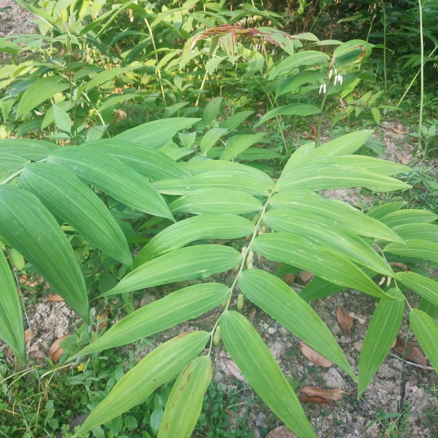 金子到那里都会发光好运来开心果