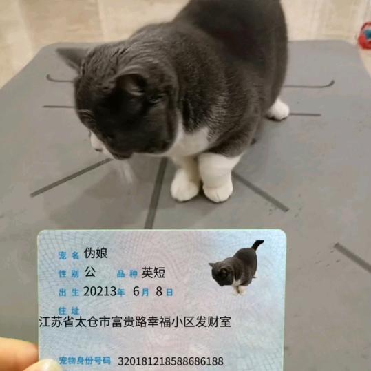 女儿的猫叫宝宝