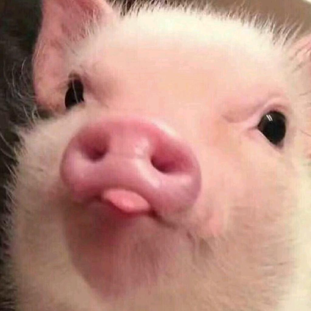猪坚强