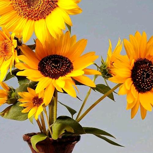 诚诚：💪👩‍👩‍👧‍👧💪