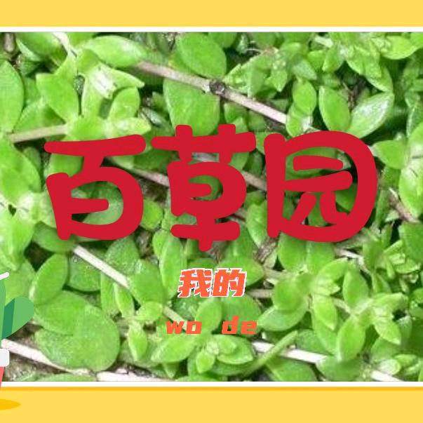 🌹🌸花儿的故事🌸🌹
