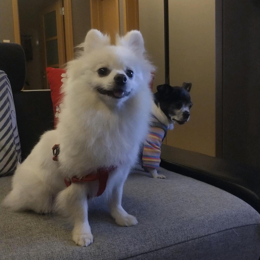 汤圆