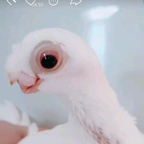 北京嘉腾玺宝鸽苑