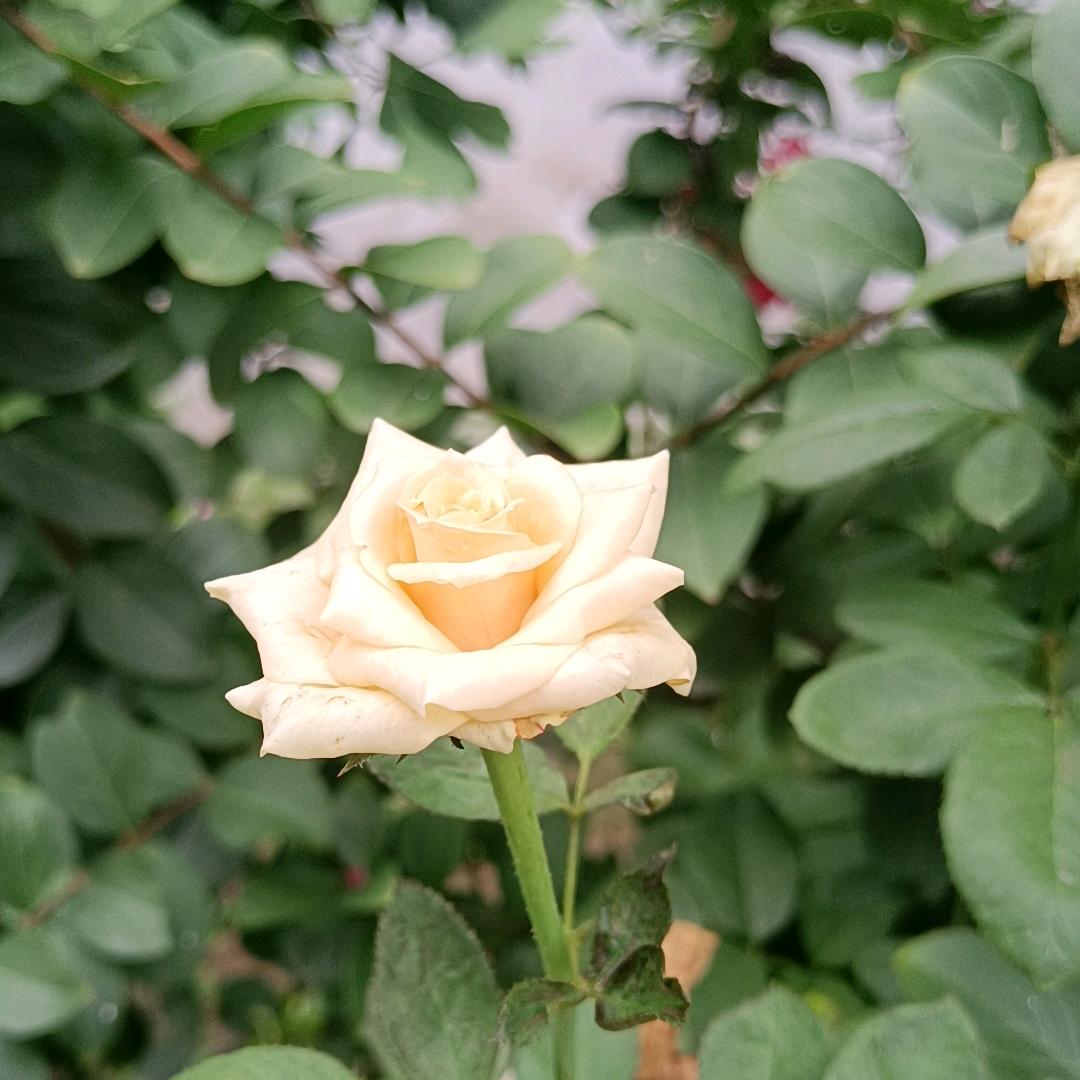 刘庄一哥╬═☆护你周全o