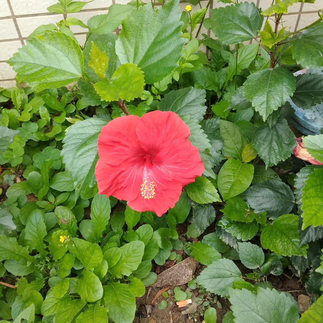 初梦