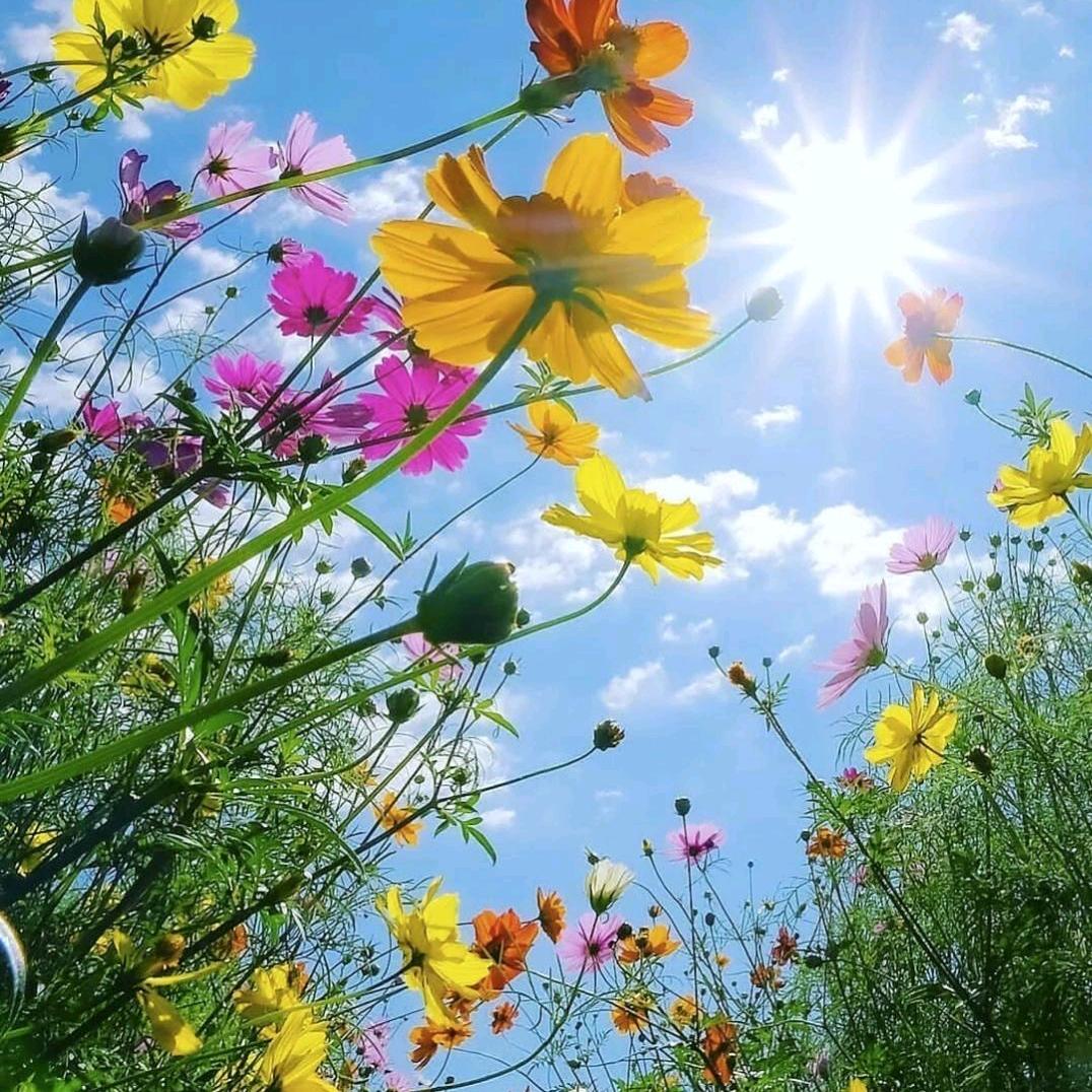 向阳花