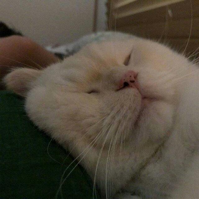 小西ouo