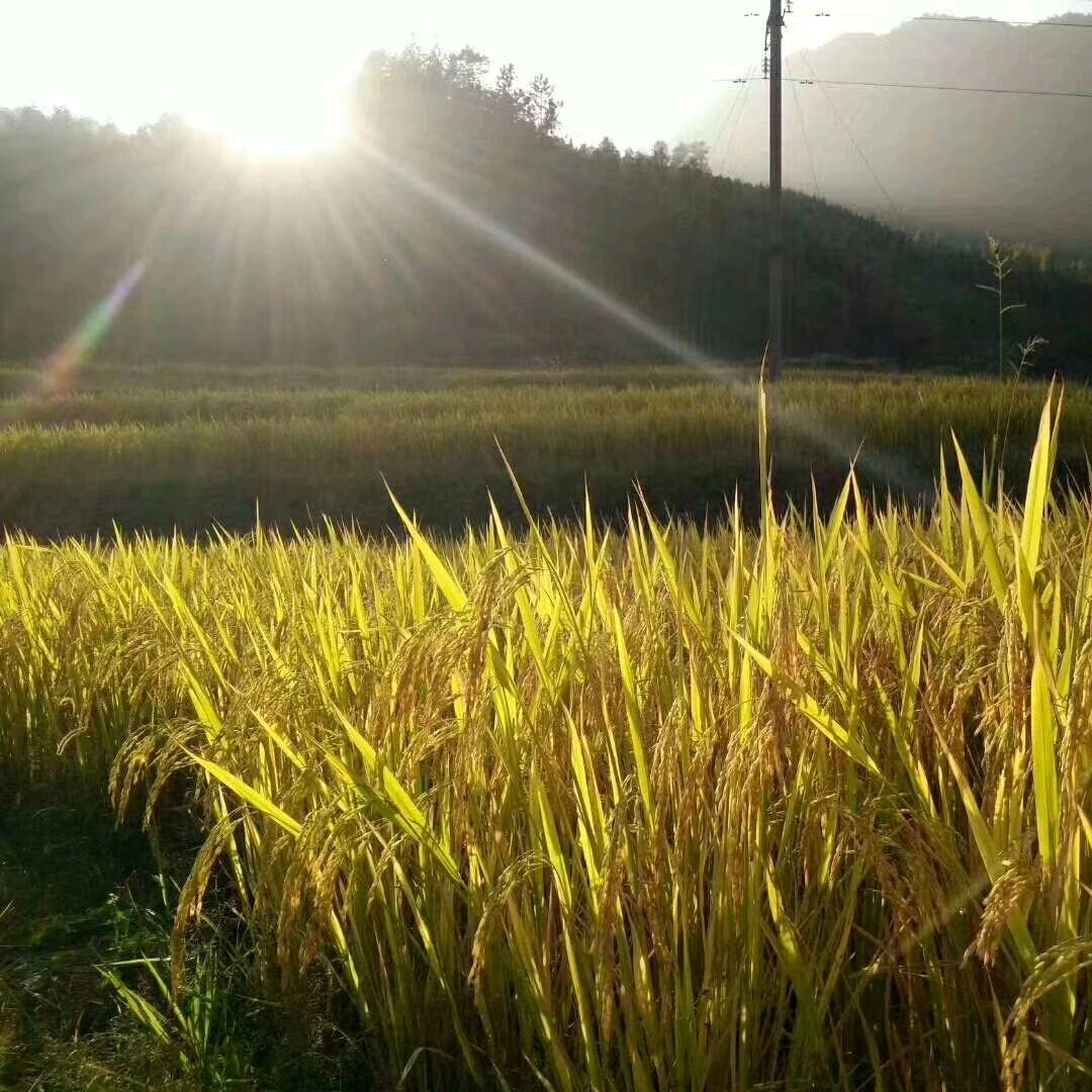 粤北土特产