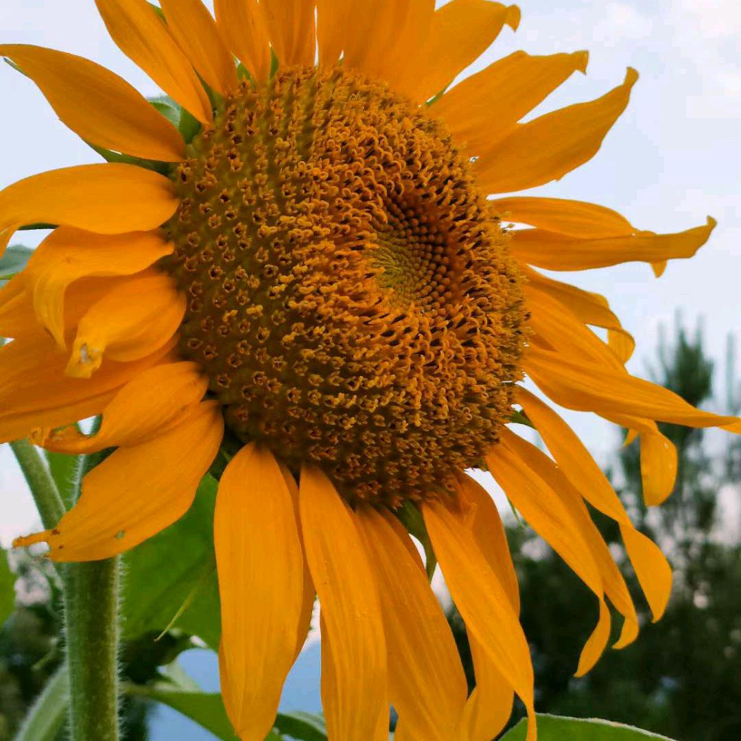 🎶💞欢乐在明天💦💫