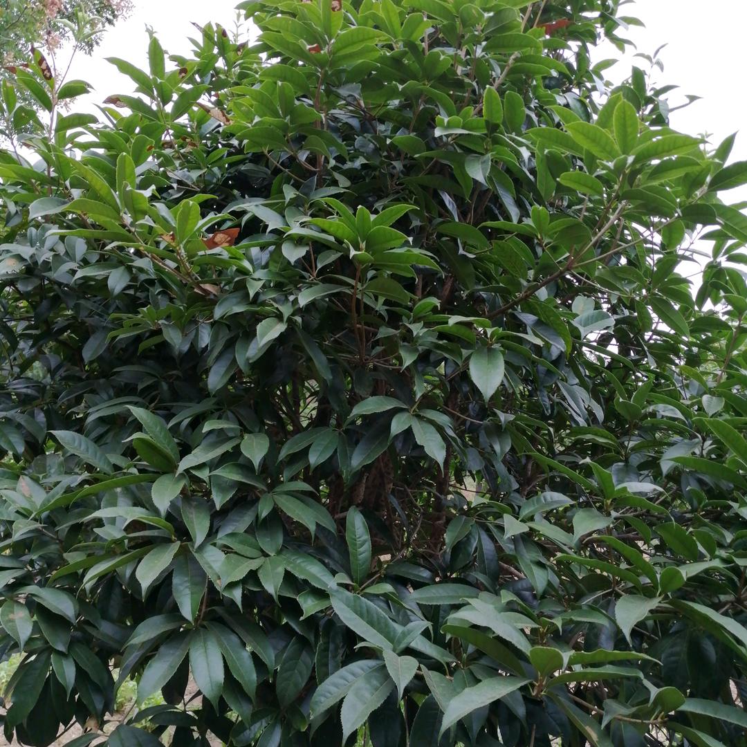 玲秀