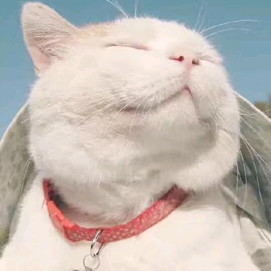 猪猪慧