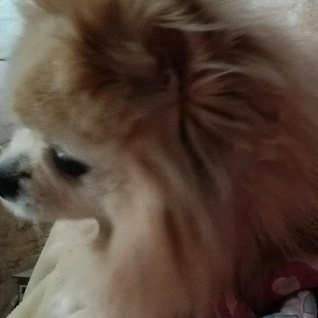 白水玉