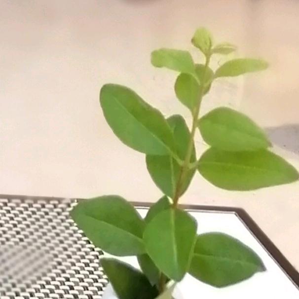 茶香沉觅