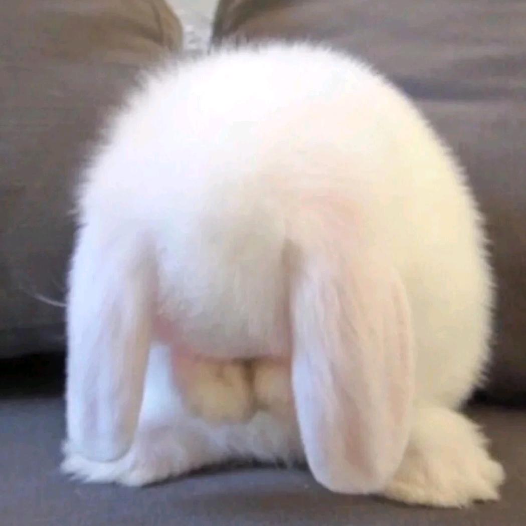 北冥有川🐰