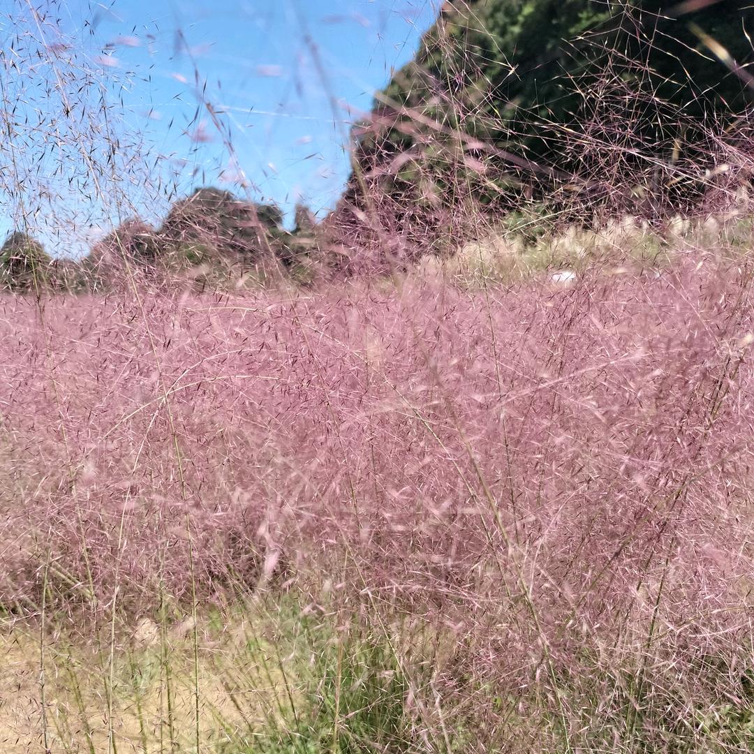 狼道