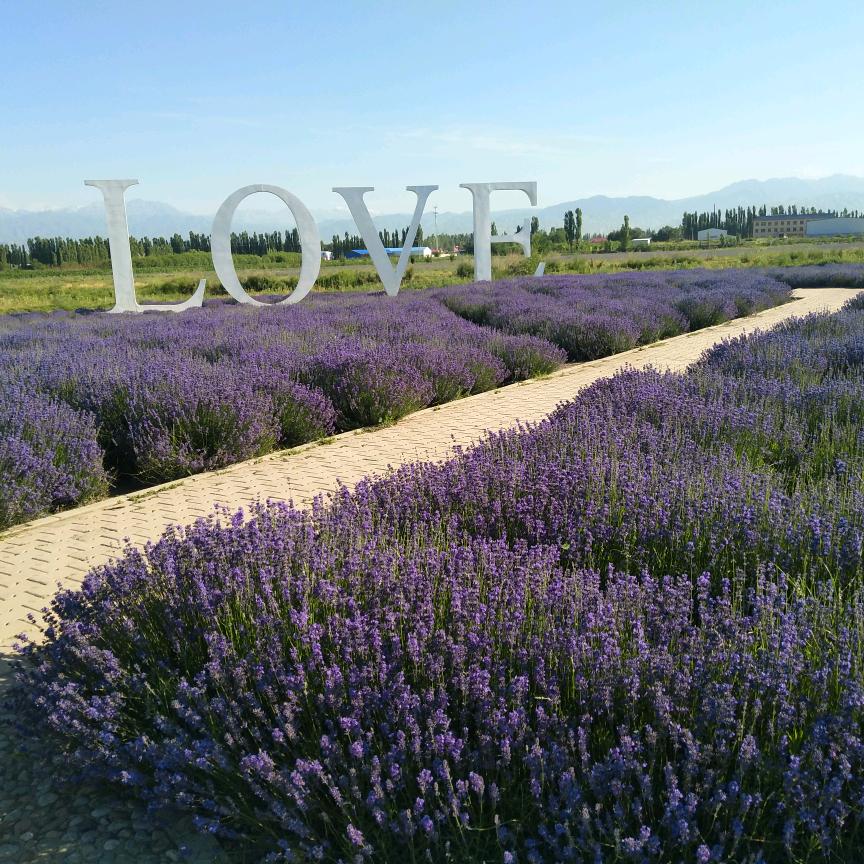 🍎喜上眉邵🍎