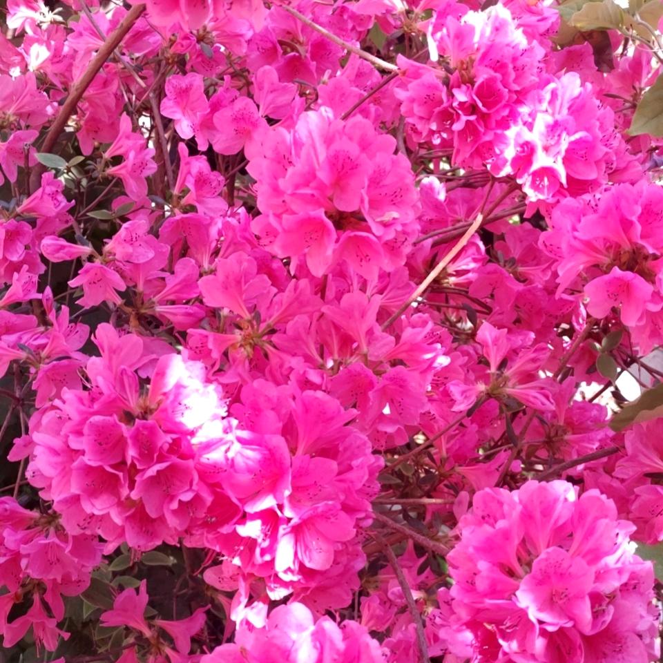 鸟语花香🌹
