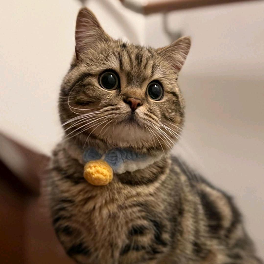 🐕环球萌宠🐈