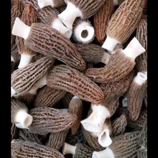 东丰小张《收购羊肚菌》