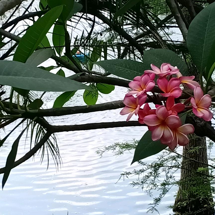 红蕾