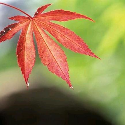 🍁枫叶