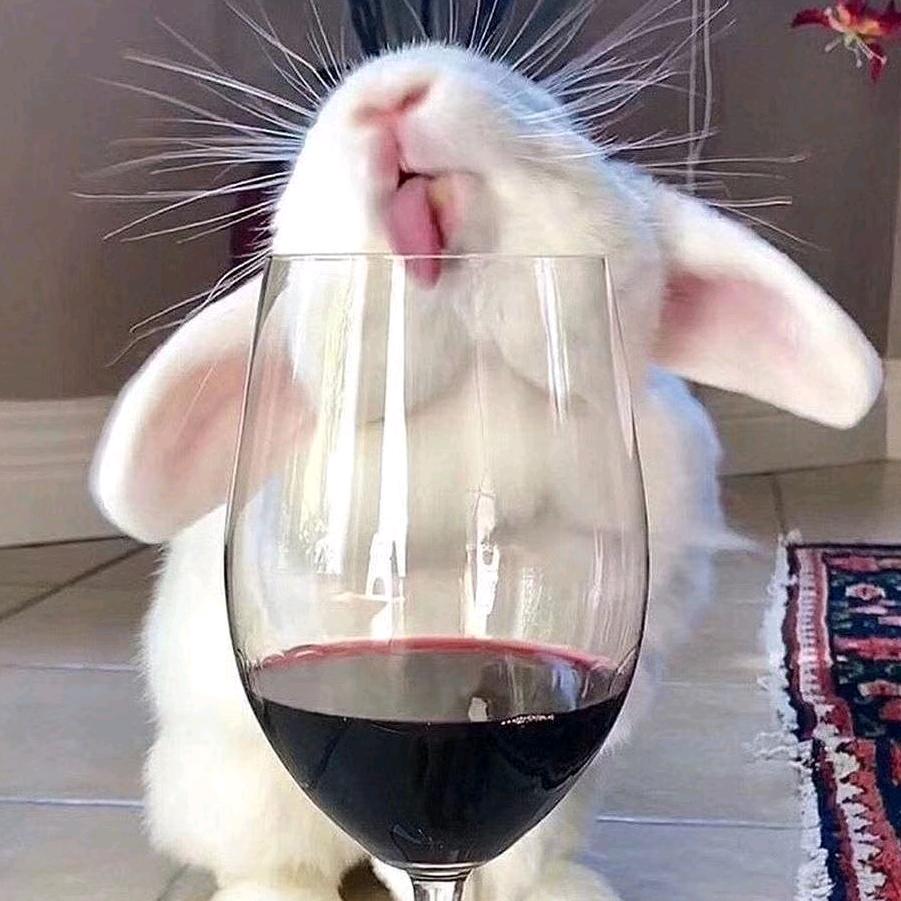 ʕ̯•͡˔•̯᷅ʔ知酒🌸