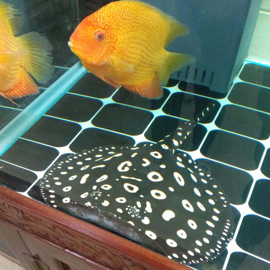 财源滚滚来