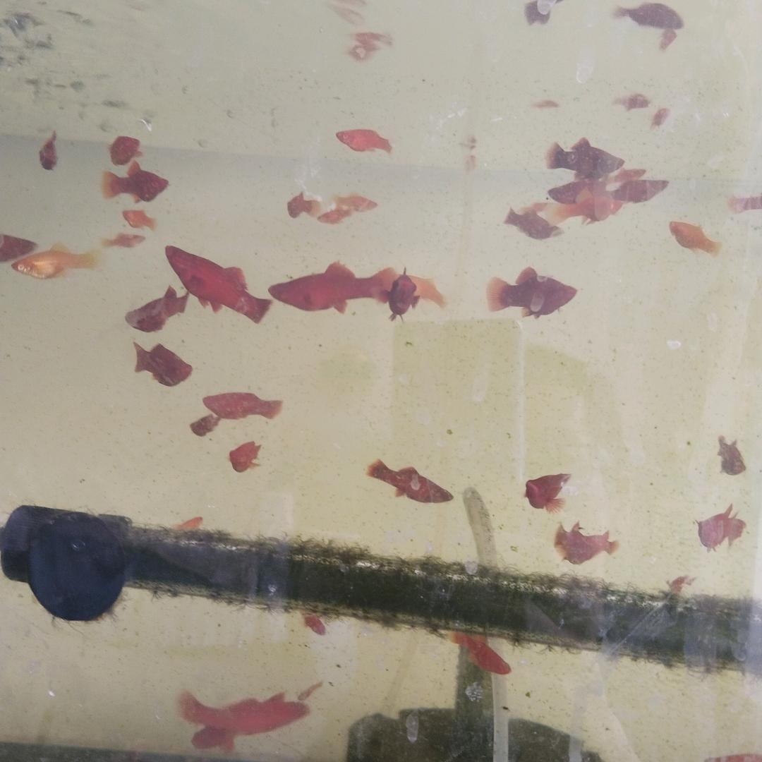 列训-孔雀鱼养殖-金哥钓鱼头像