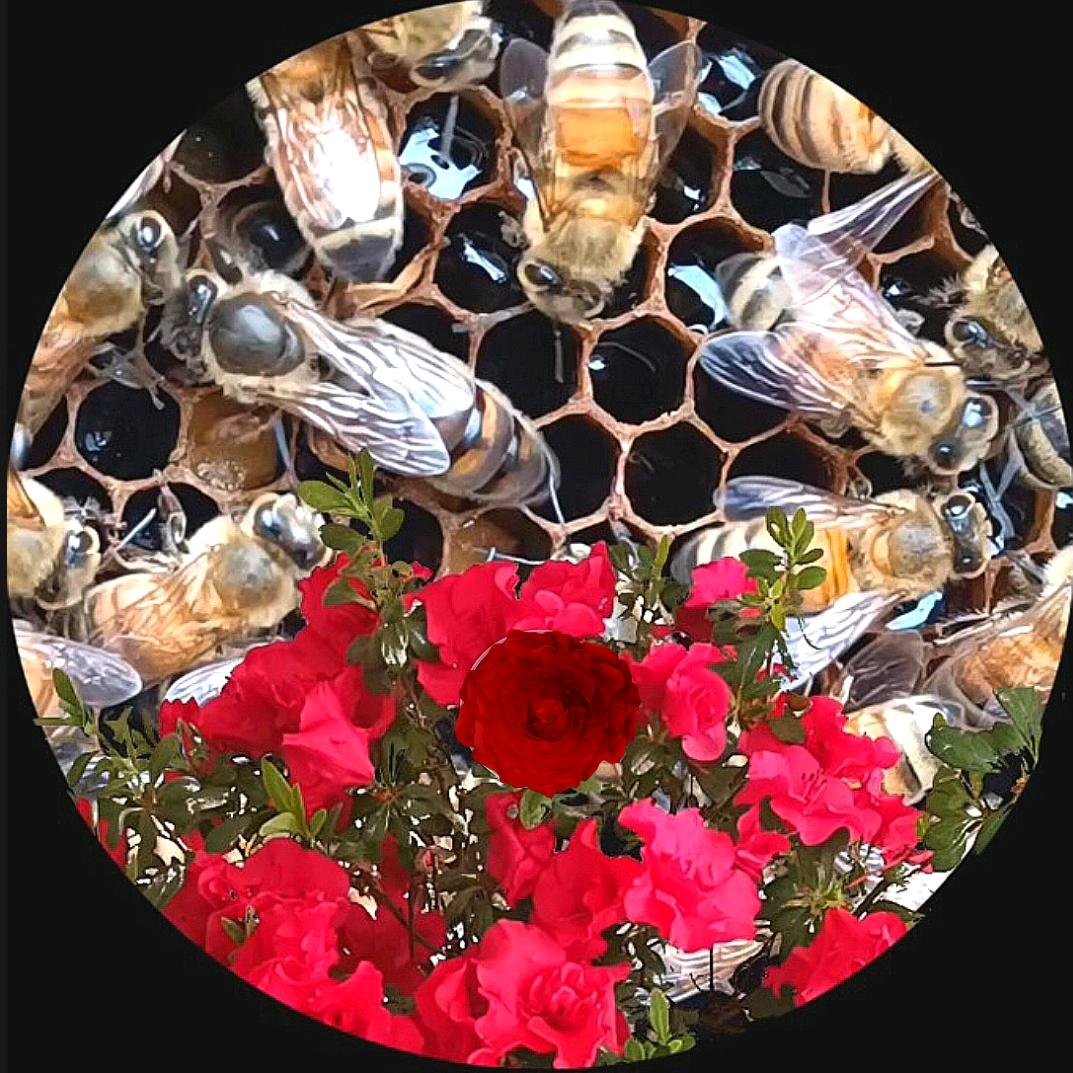 蜂恋花