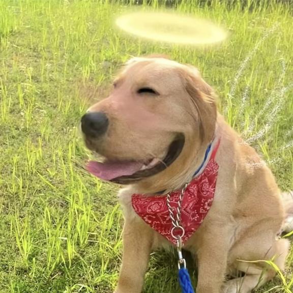 我的辛是你德拉