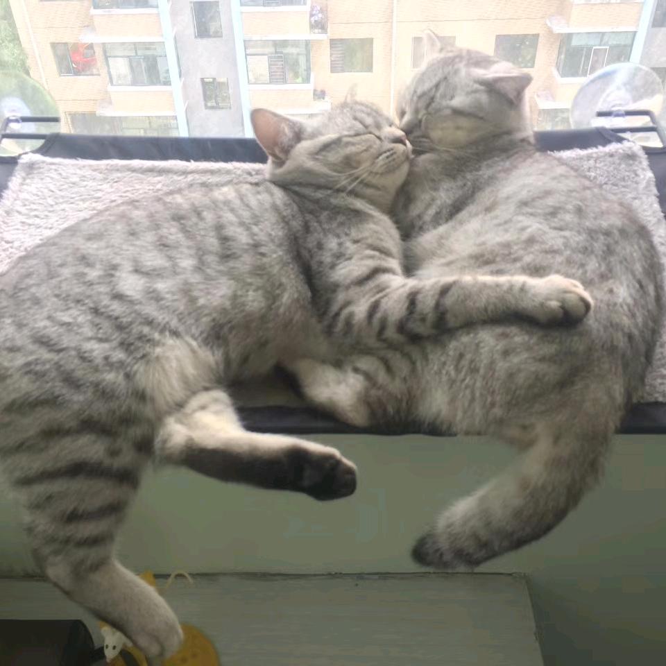 猫猫一家