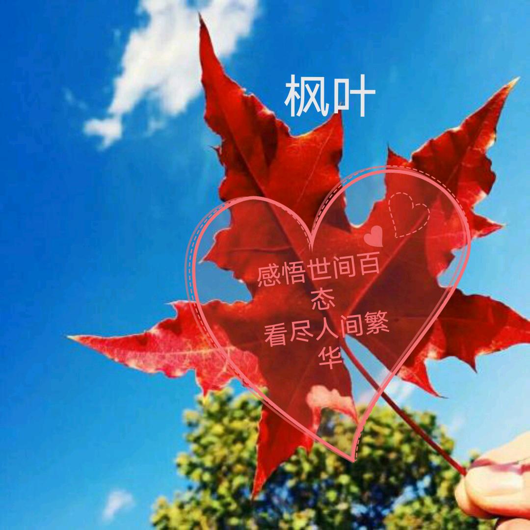 枫叶