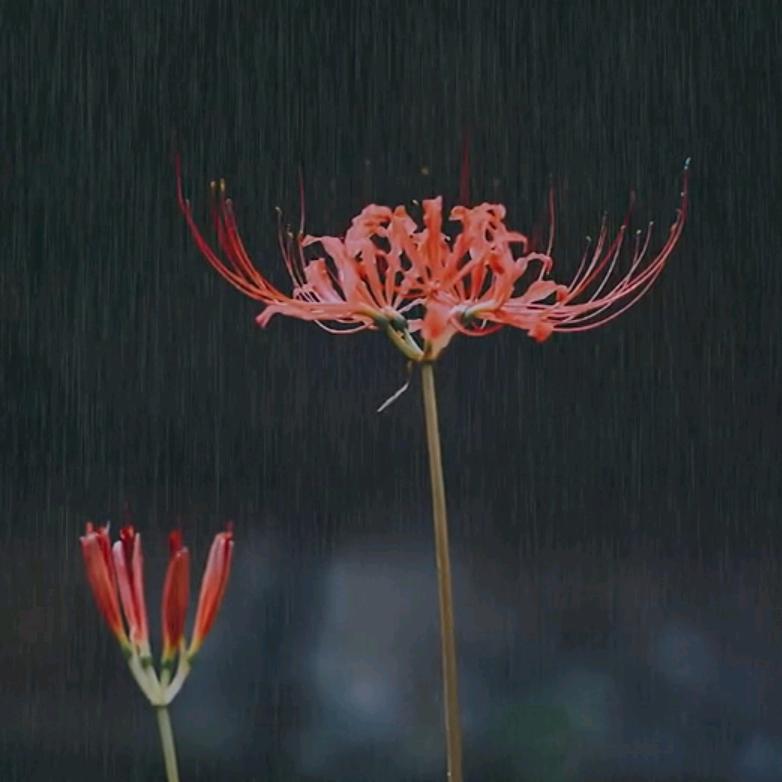 💦雨昕💦