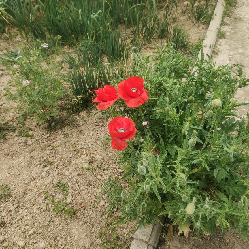 香满楼花