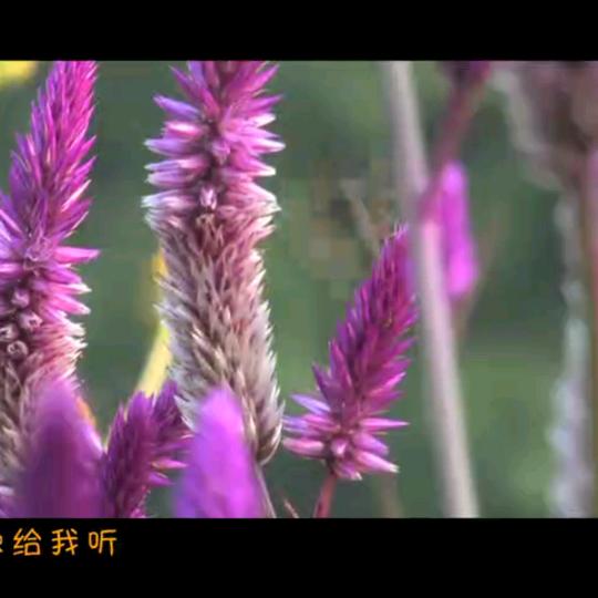 某个角落里的阳光