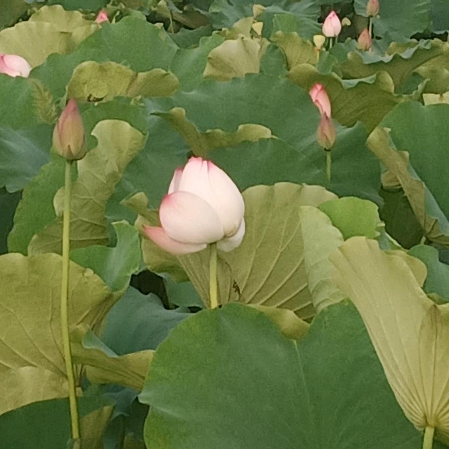 ╭(╯ε╰)╮顺其自然就好╭(╯ε╰)╮