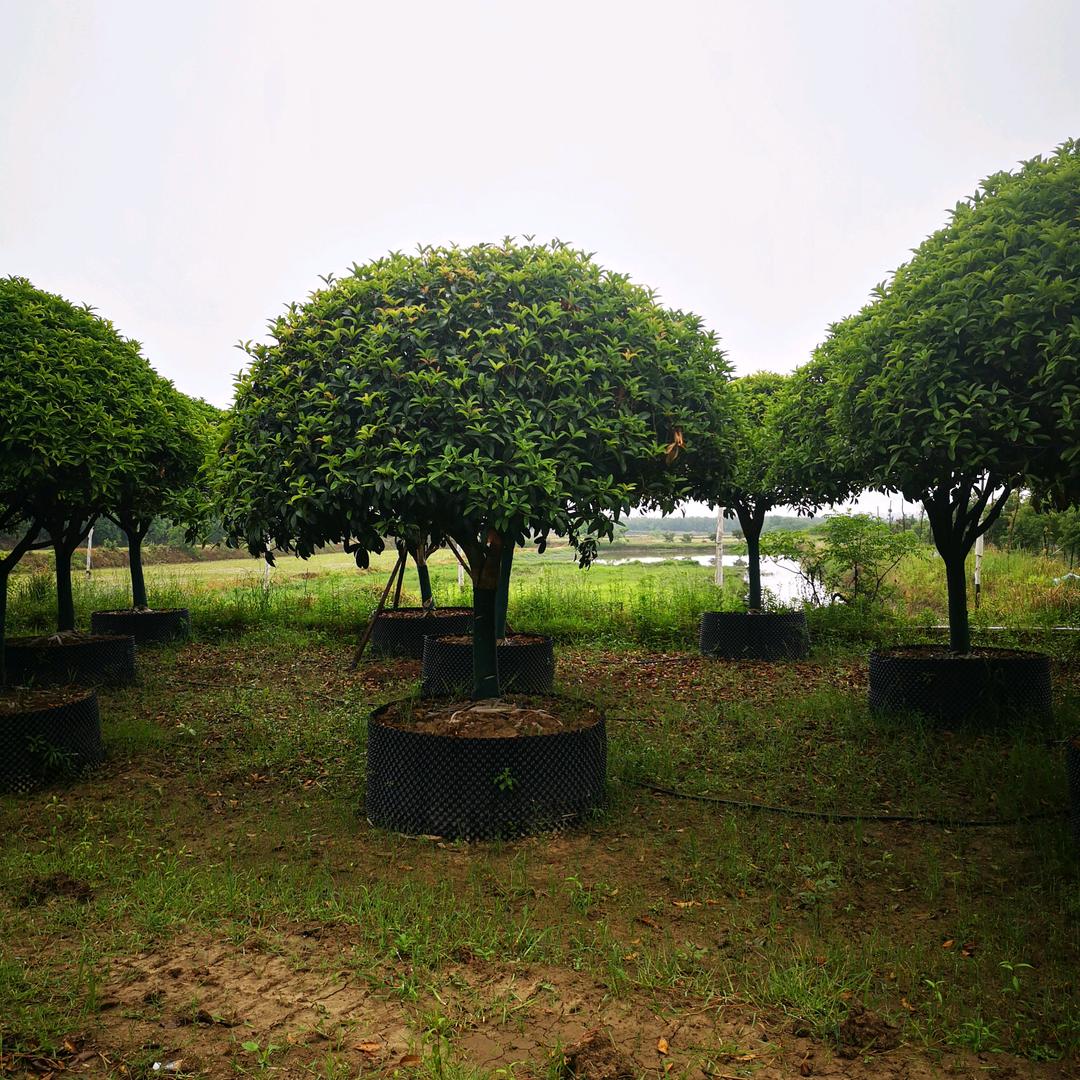 沙洋县春意浓苗木专业合作社