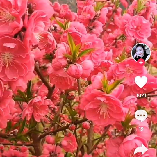 紫色的树叶