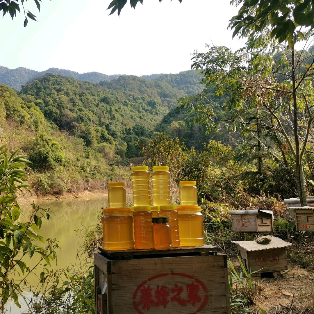 龙门养蜂之家》纯正真蜂蜜，蜂群出售