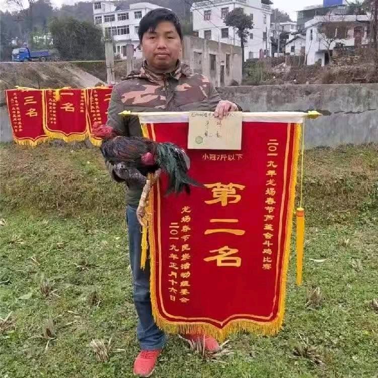 凯里大冠斗鸡养殖～刘阿斗