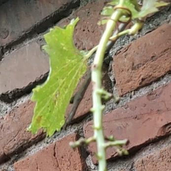 啥也不会怎么办