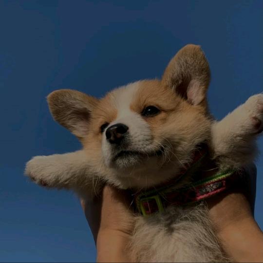 拾粪虫