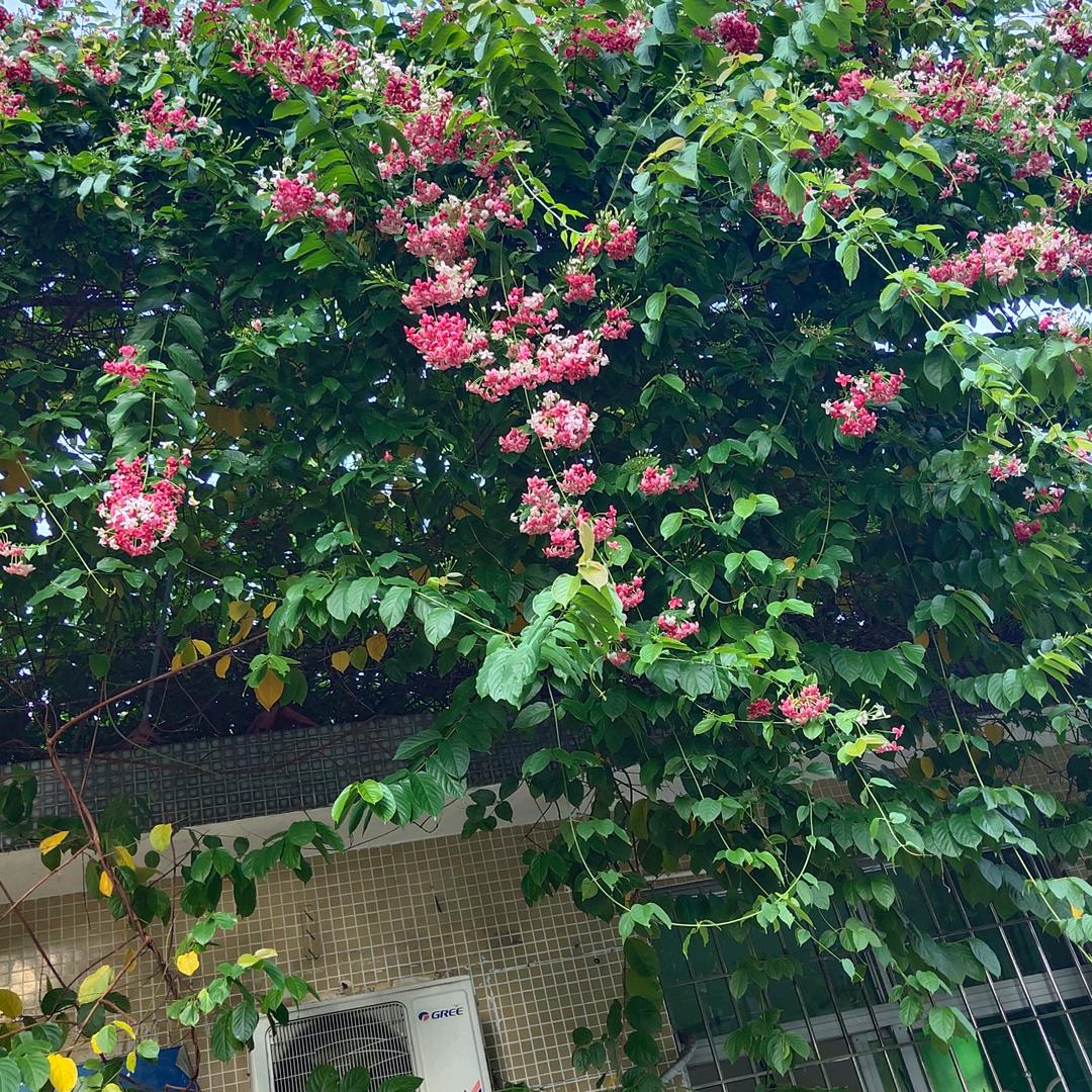 水晶之恋
