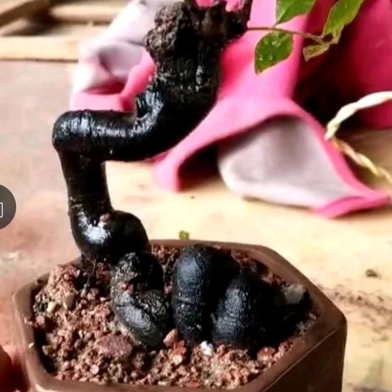 金弹子疙兜