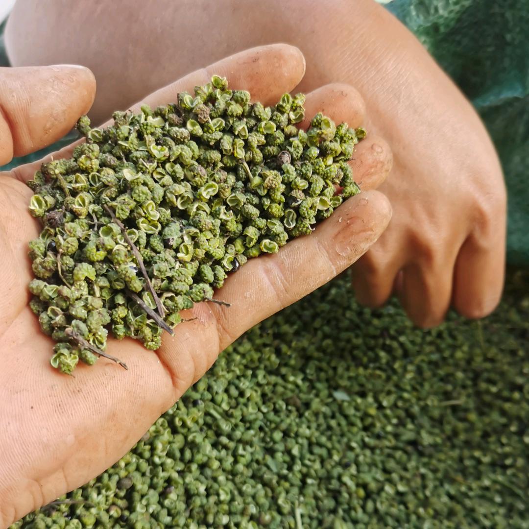 金阳青花椒小路