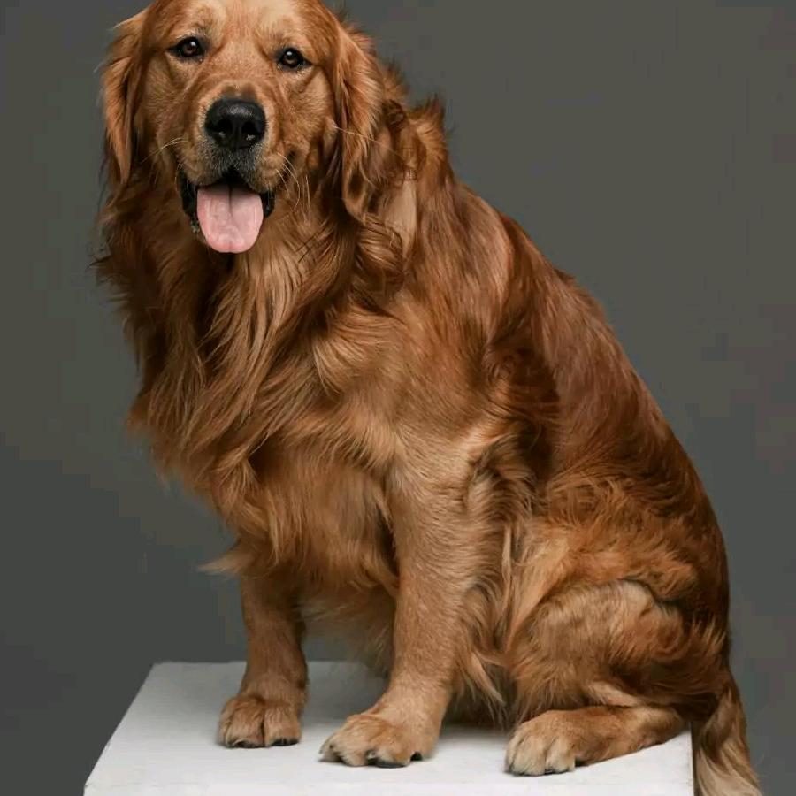 既然你不爱我，何必纠缠我？终于得到我的梦