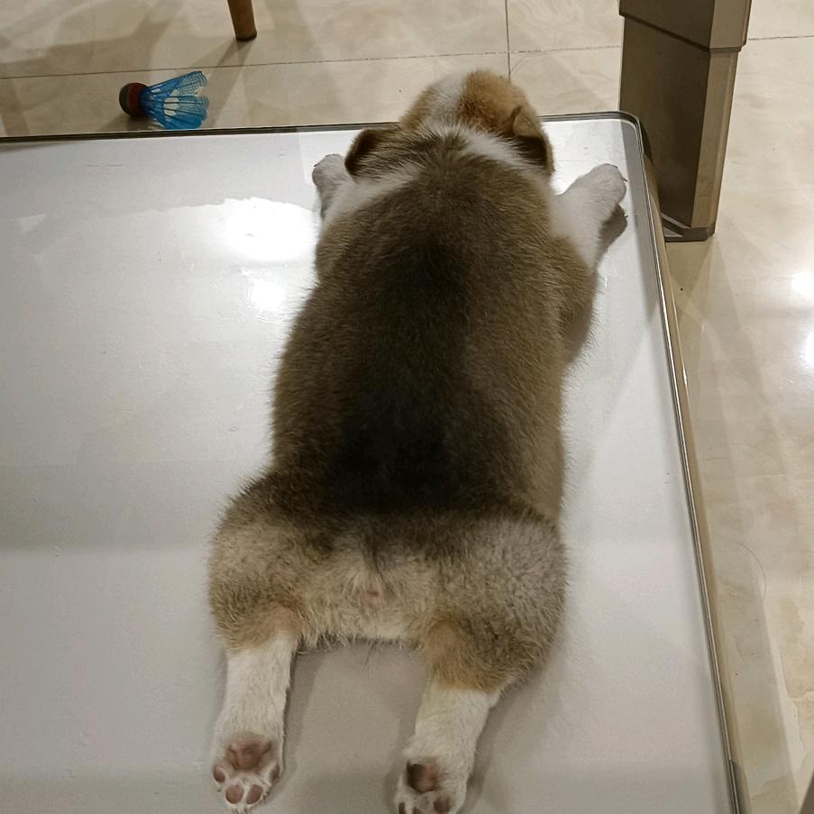 🐶嘟嘟🐶
