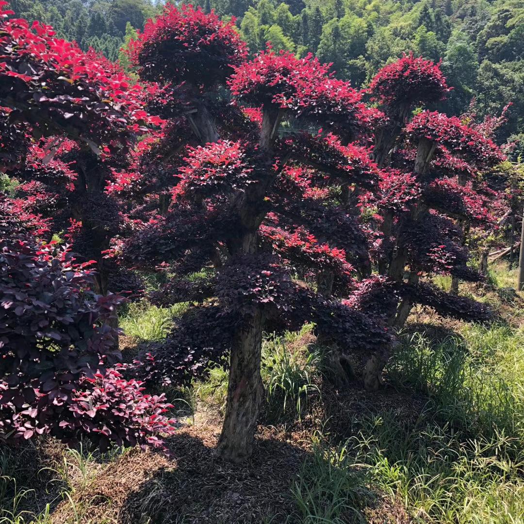 🎀芸薇苗木